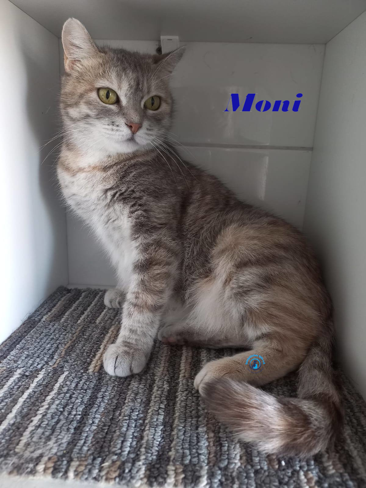 Irina/Katzen/Moni/Moni13mN.jpg