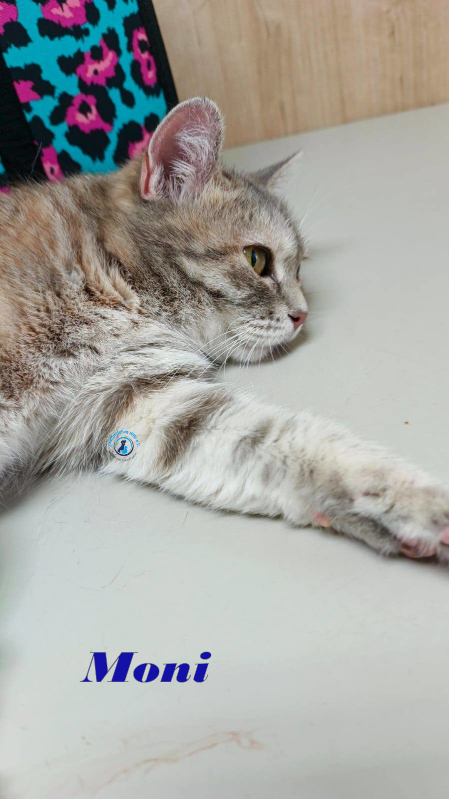 Irina/Katzen/Moni/Moni14mN.jpg