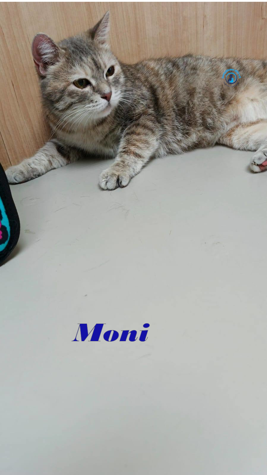 Irina/Katzen/Moni/Moni17mN.jpg