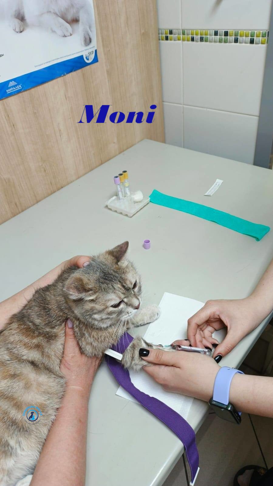 Irina/Katzen/Moni/Moni19mN.jpg