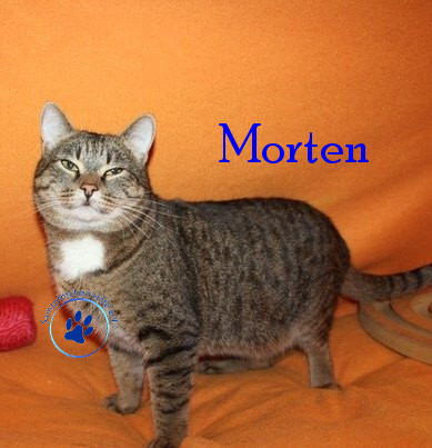 Irina/Katzen/Morten/Morten18mN.jpg