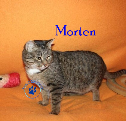 Irina/Katzen/Morten/Morten19mN.jpg
