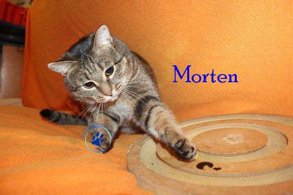 Irina/Katzen/Morten/Morten21mN.jpg