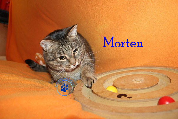 Irina/Katzen/Morten/Morten22mN.jpg