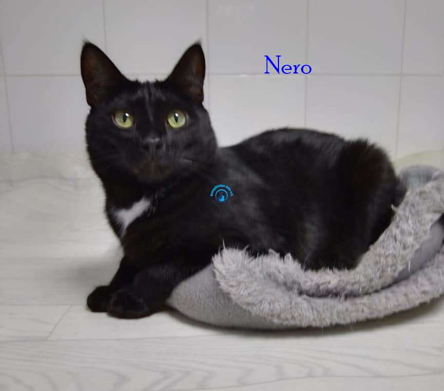 Irina/Katzen/Nero/Nero05.jpg