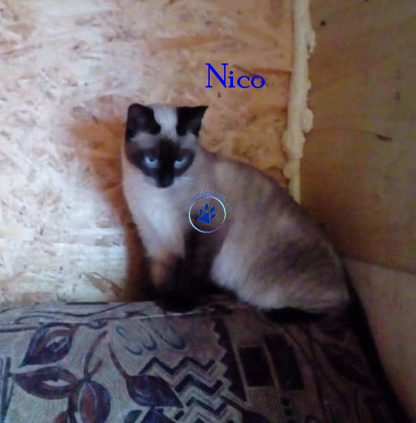 Irina/Katzen/Nico/Nico30mN.jpg