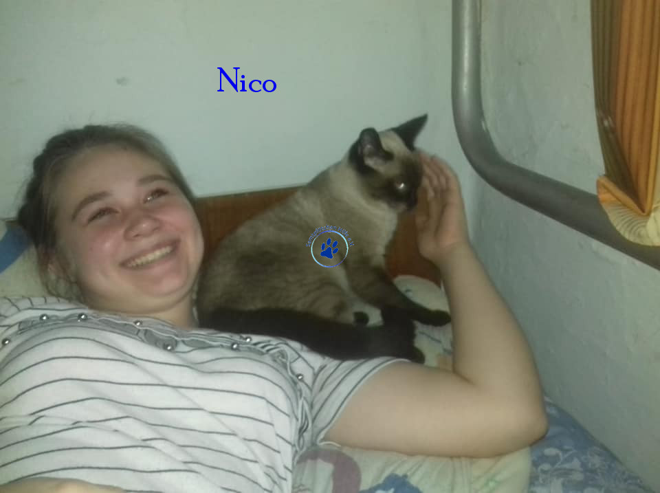 Irina/Katzen/Nico/Nico32mN.jpg
