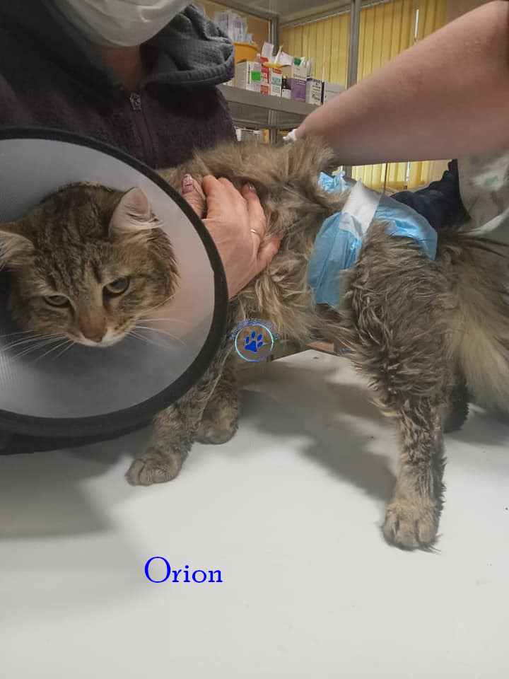 Irina/Katzen/Orion/Orion01mN.jpg