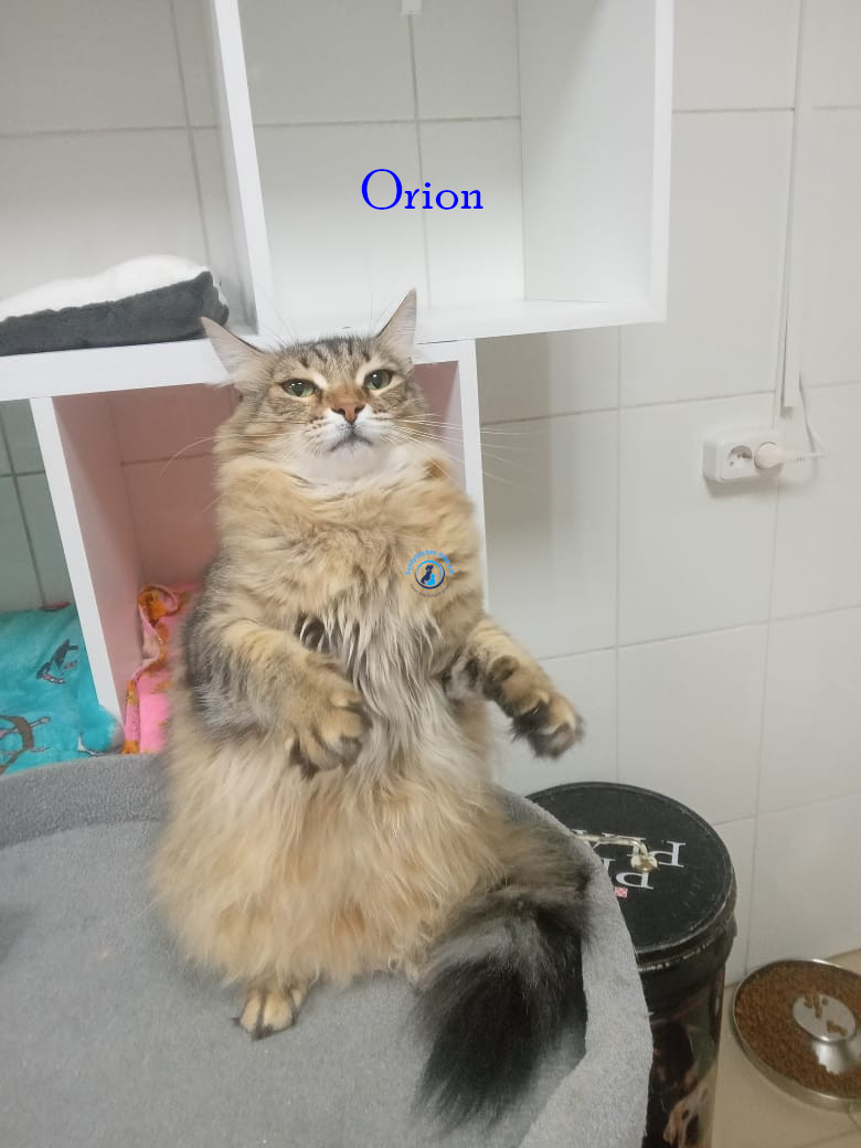 Irina/Katzen/Orion/Orion09.jpg