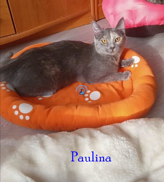 Irina/Katzen/PaulinaII/Paulina101.jpg