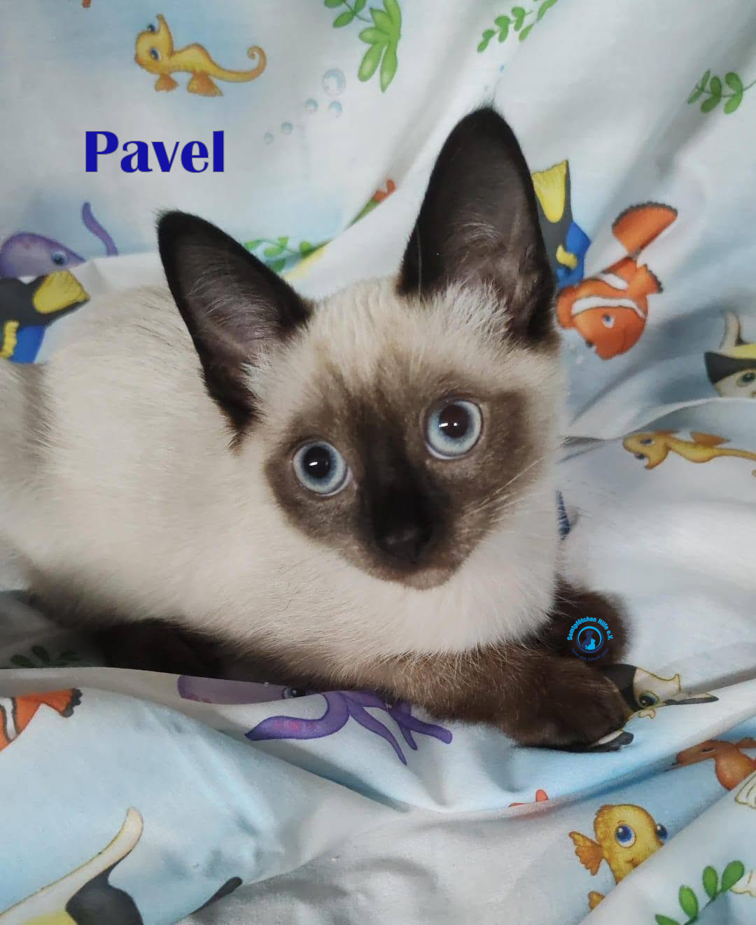 Pavel