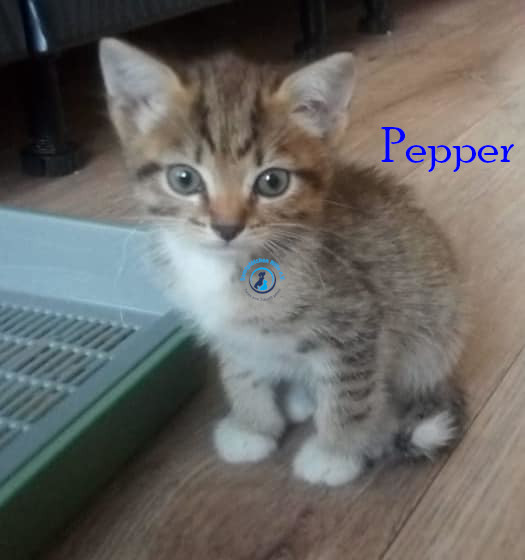 Irina/Katzen/Pepper/Pepper.jpg
