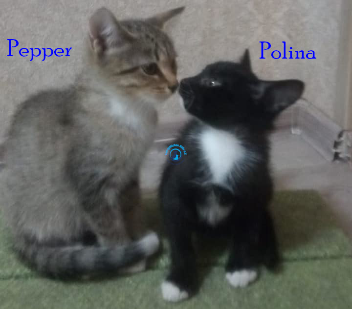 Irina/Katzen/Pepper/Pepper03.jpg