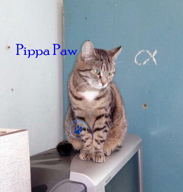 Pippa Paw