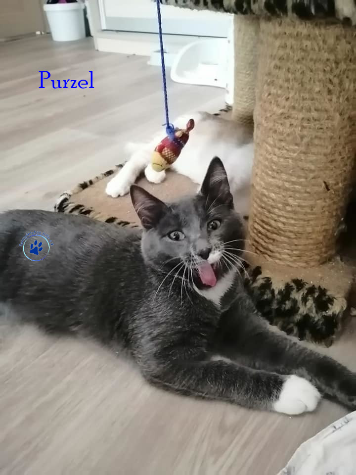 Purzel
