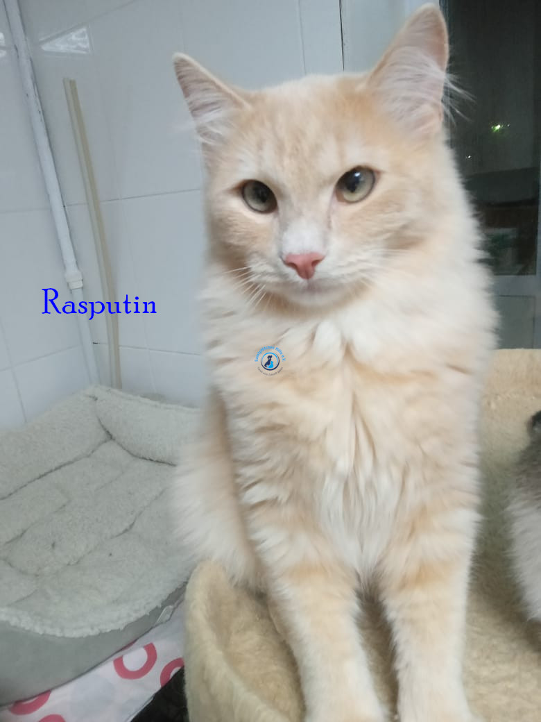 Irina/Katzen/Rasputin/Rasputin03.jpg
