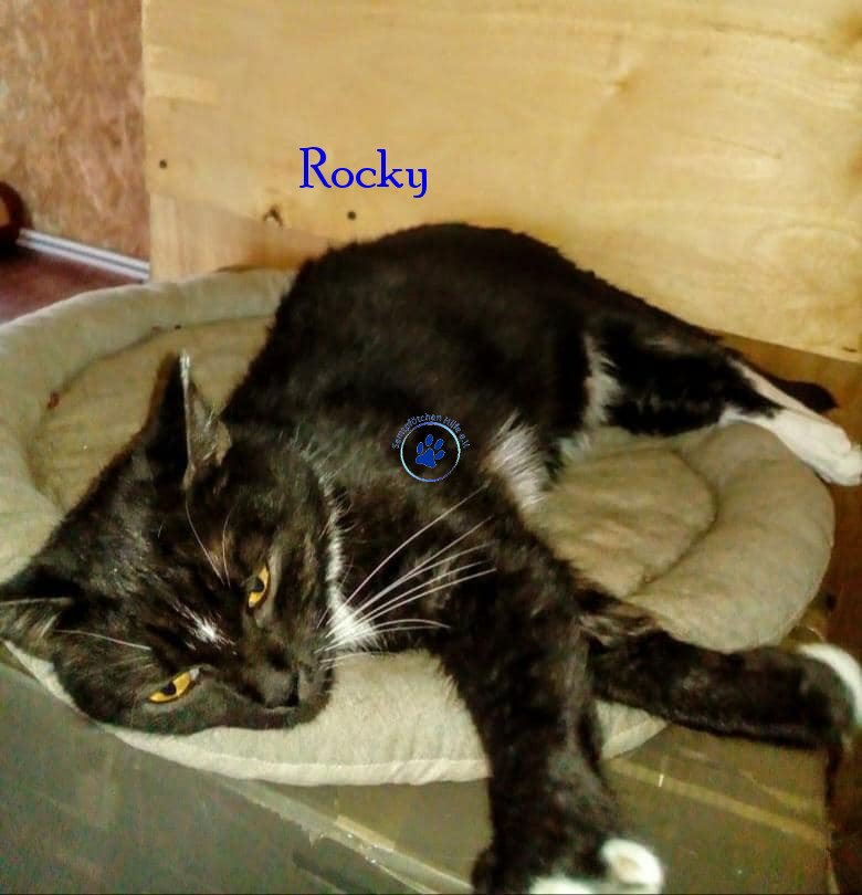 Irina/Katzen/Rocky/Rocky15mN.jpg