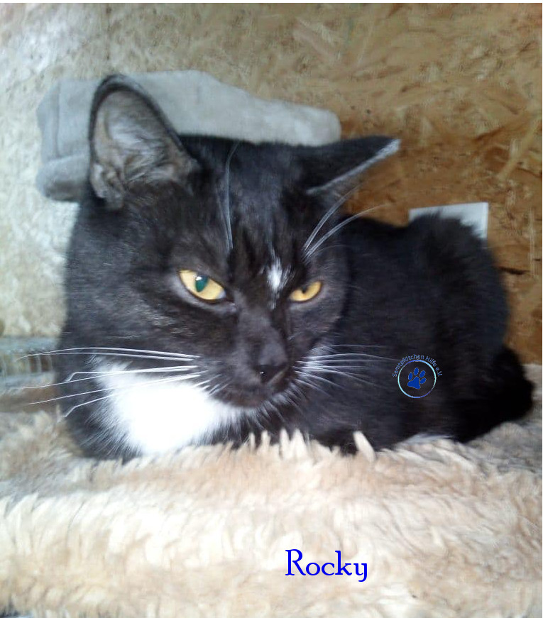 Irina/Katzen/Rocky/Rocky17mN.jpg