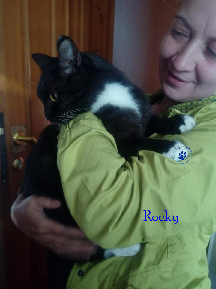 Irina/Katzen/Rocky/Rocky21mN.jpg