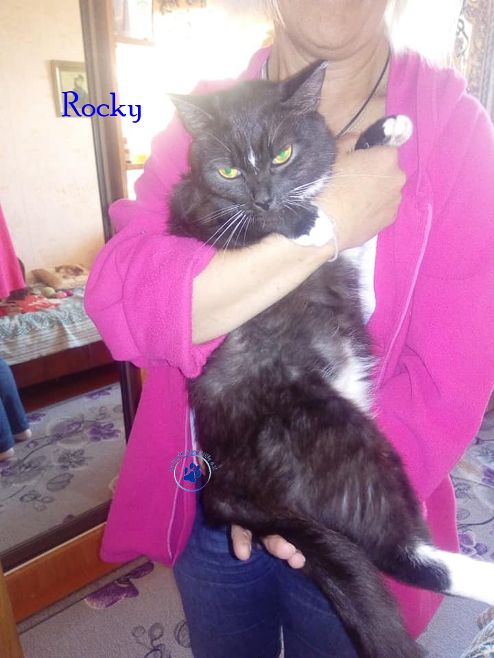 Irina/Katzen/Rocky/Rocky22mN.jpg