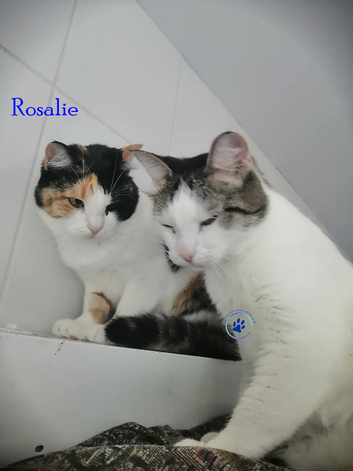 Irina/Katzen/Rosalie/Rosalie21mN.jpg