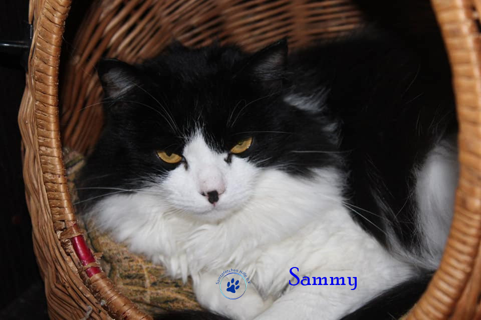 Irina/Katzen/Sammy/Sammy18mN.jpg
