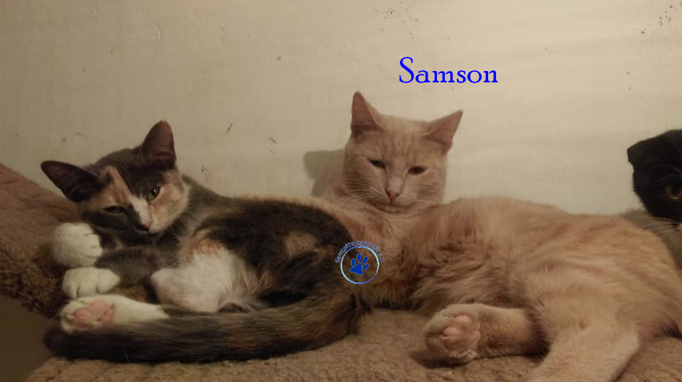 Irina/Katzen/Samson/Samson108mN.jpg