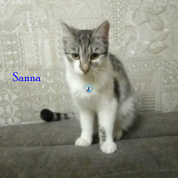 Irina/Katzen/Sanna/Sanna03.jpg