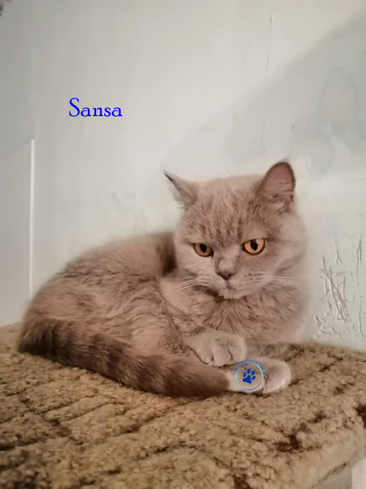 Irina/Katzen/Sansa/Sansa01mN.jpg