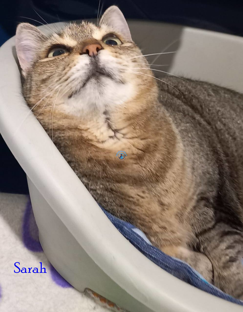 Irina/Katzen/Sarah/Sarah20.jpg