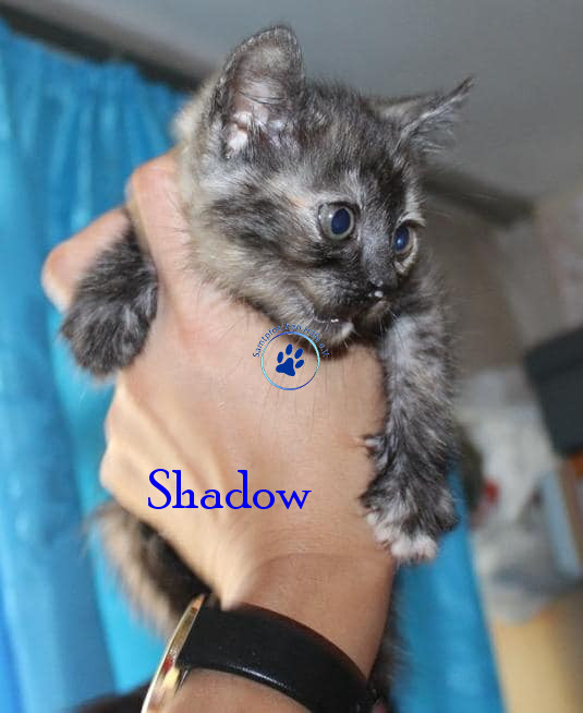 Irina/Katzen/Shadow/Shadow02mN.jpg