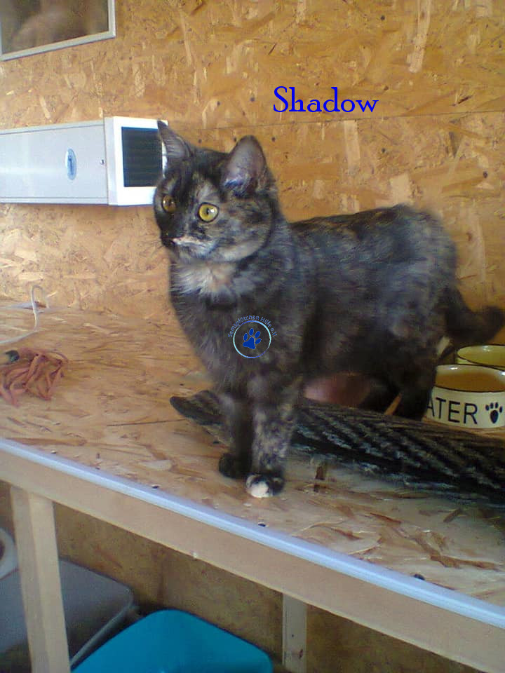 Irina/Katzen/Shadow/Shadow26mN.jpg