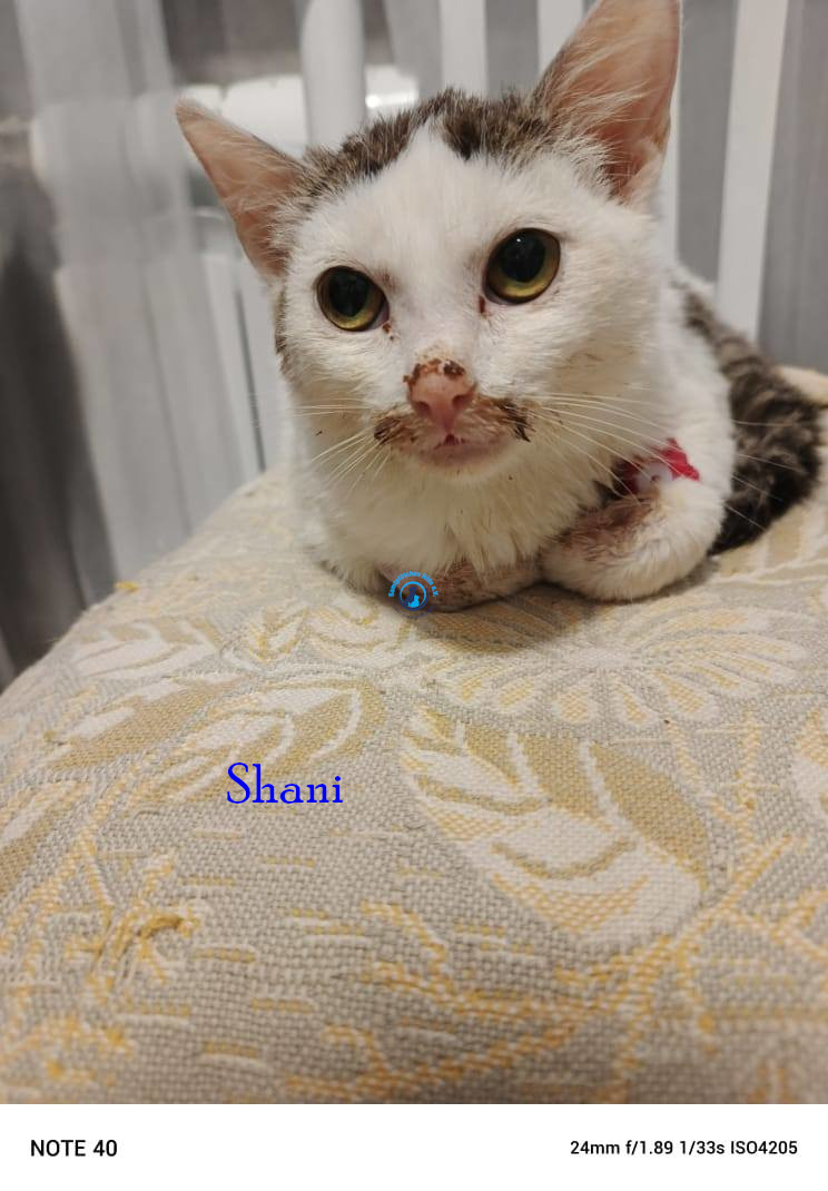 Irina/Katzen/Shani/Shani01.jpg
