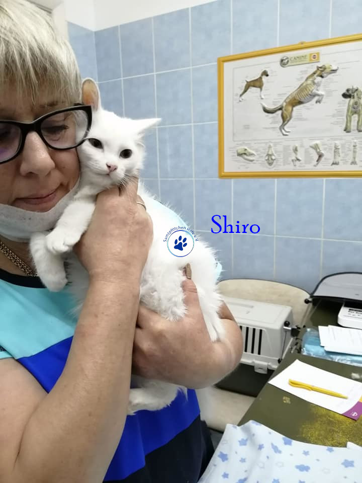 Irina/Katzen/Shiro/Shiro04mN.jpg