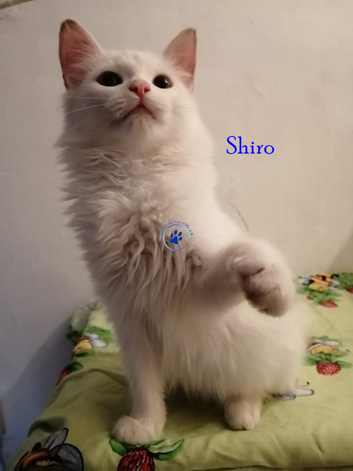 Irina/Katzen/Shiro/Shiro05mN.jpg