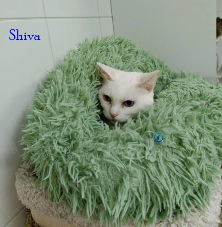 Shiva
