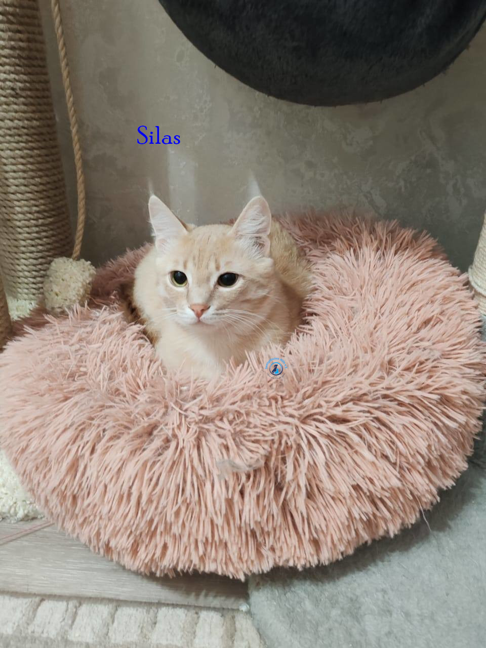 Irina/Katzen/SilasII/Silas208.jpg