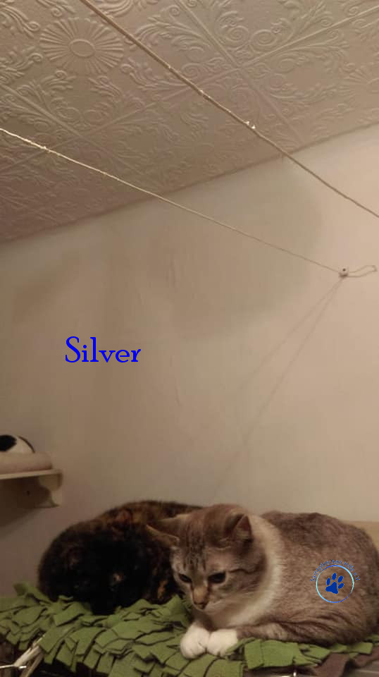 Irina/Katzen/Silver/Silver05mN.jpg