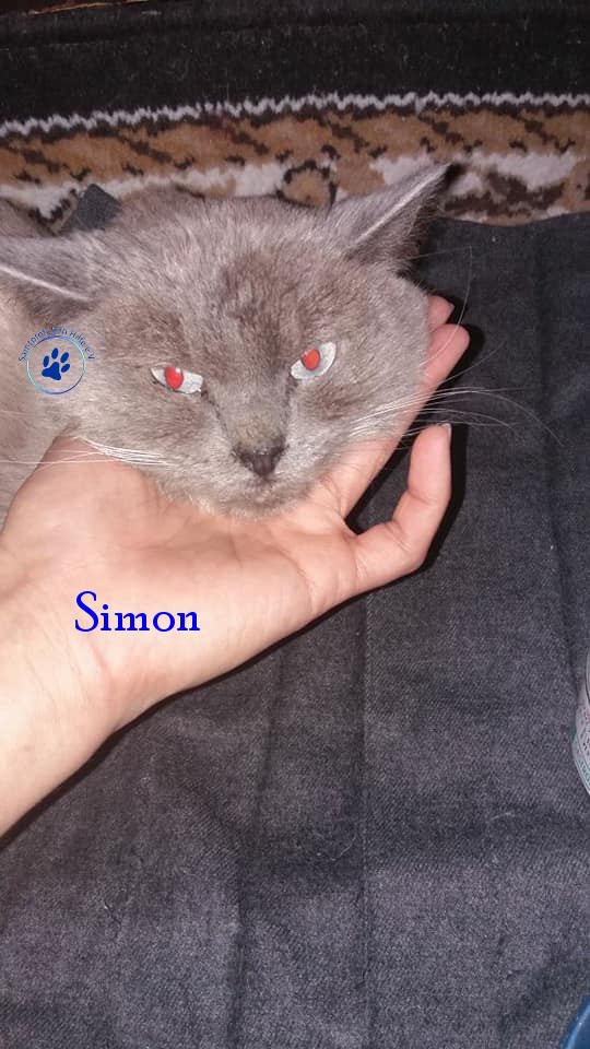 Irina/Katzen/Simon/Simon02mN.jpg