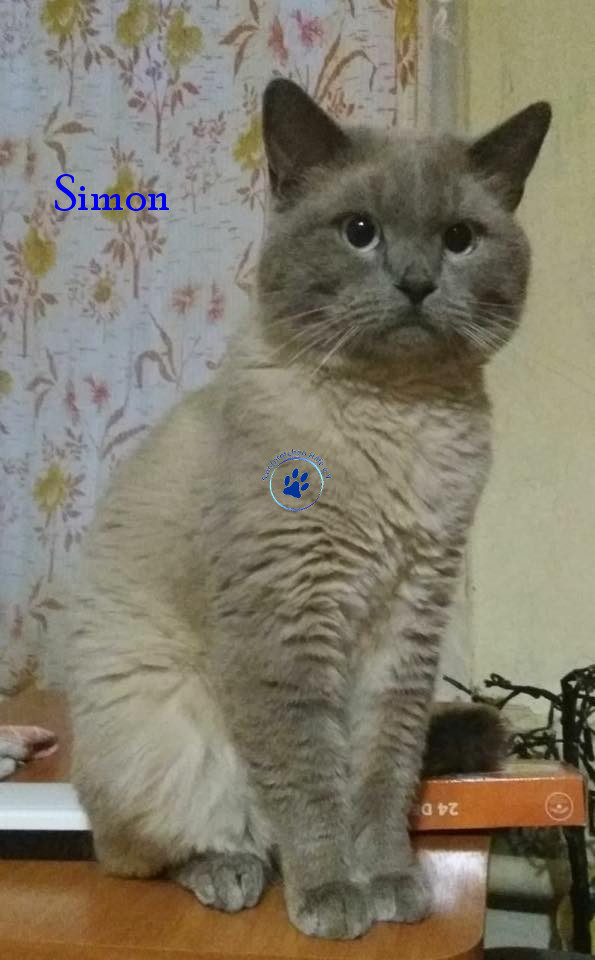 Irina/Katzen/Simon/Simon14mN.jpg