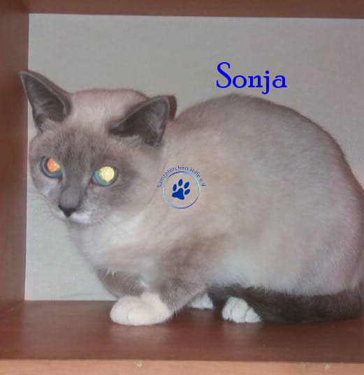 Irina/Katzen/Sonja/Sonja02mN.jpg