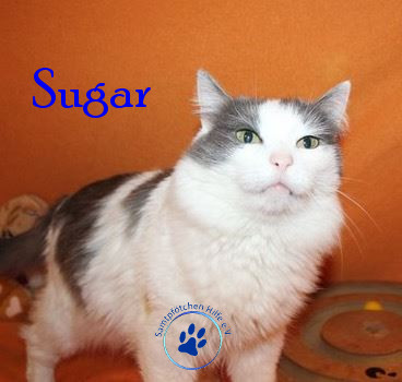 Irina/Katzen/Sugar/Sugar05mN.jpg