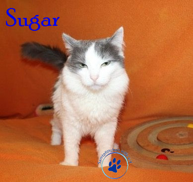 Irina/Katzen/Sugar/Sugar06mN.jpg
