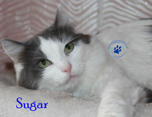Irina/Katzen/Sugar/Sugar07mN.jpg