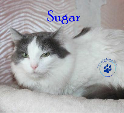 Irina/Katzen/Sugar/Sugar08mN.jpg