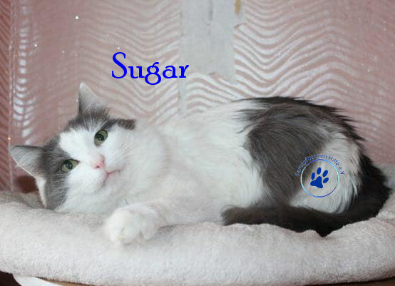 Irina/Katzen/Sugar/Sugar09mN.jpg