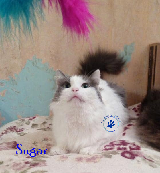 Irina/Katzen/Sugar/Sugar211mN.jpg