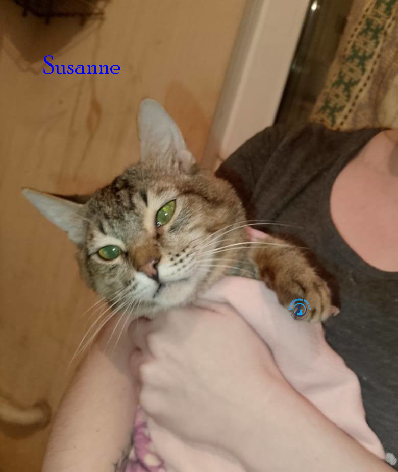 Irina/Katzen/Susanne/Susanne01.jpg