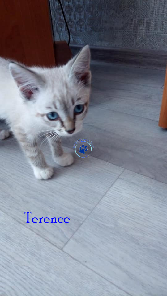 Irina/Katzen/Terence/Terence04mN.jpg