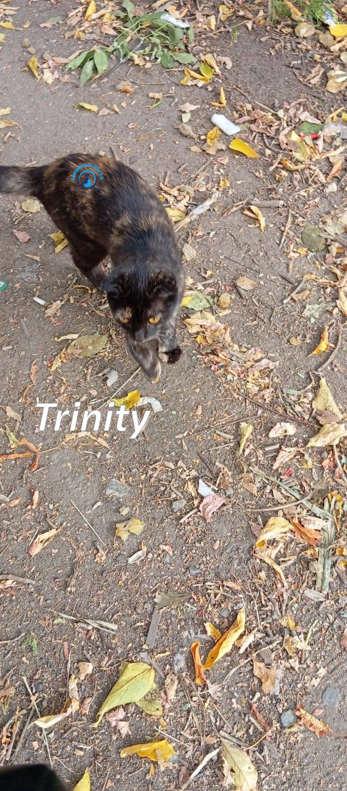 Irina/Katzen/Trinity/Trinity_01mN.jpg